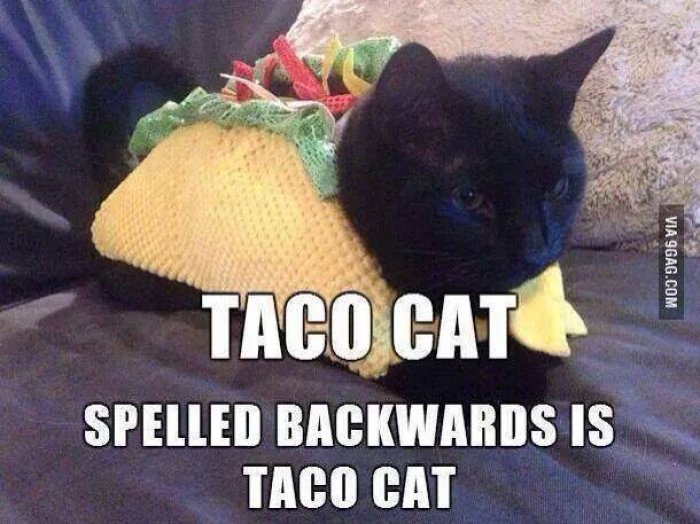 File:Taco-cat-meme.jpg